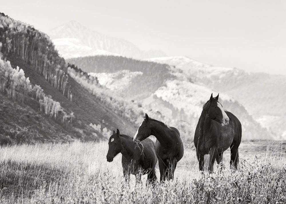 Grazing Horses
