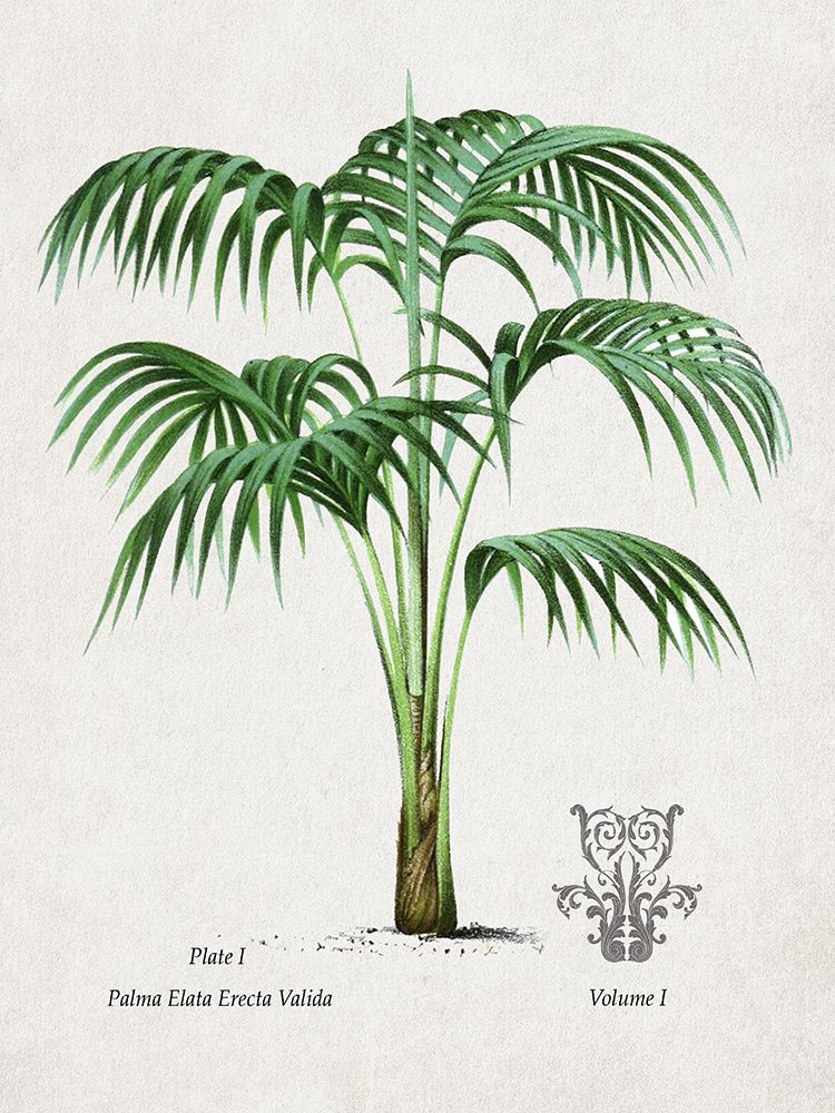 Palm I