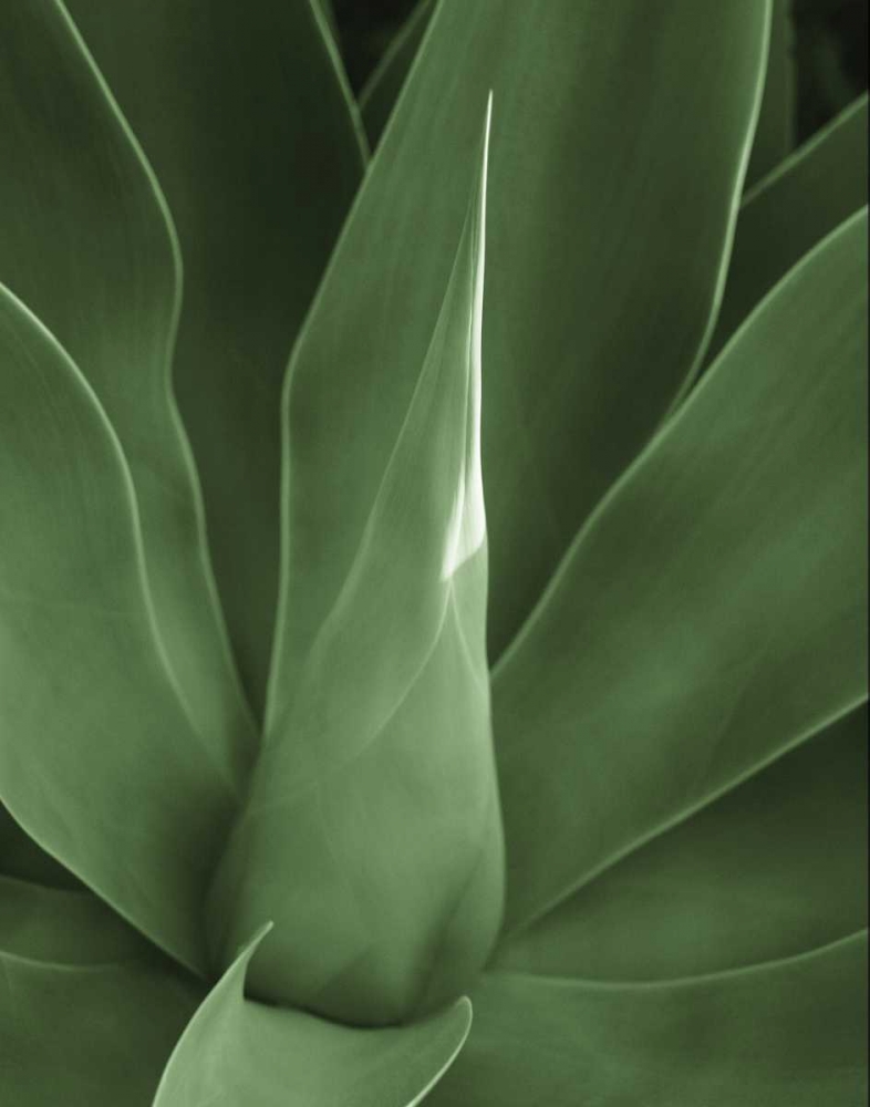 Tropica III