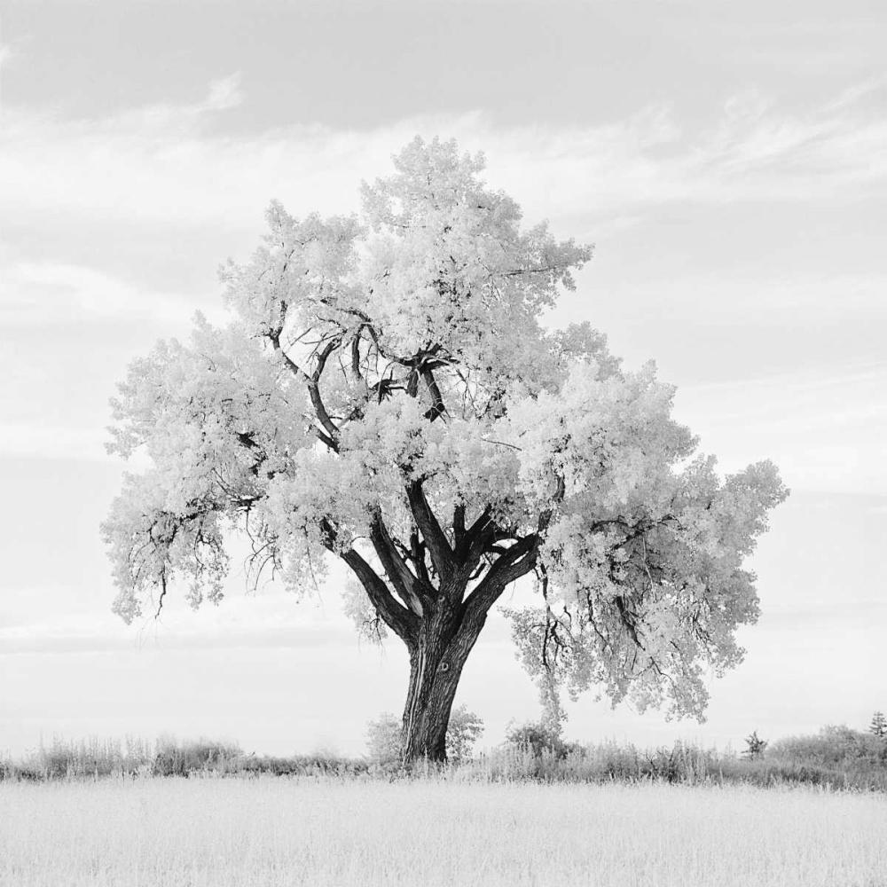 Oak Tree