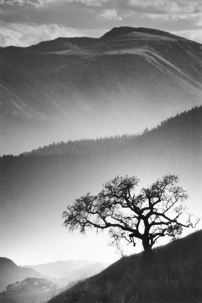 Black Oak