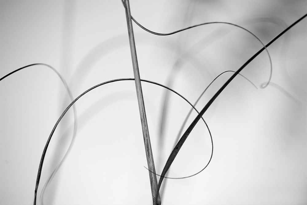 Elegant Vines I