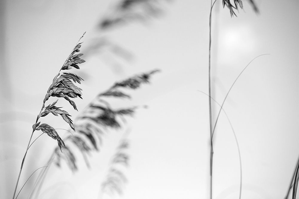 Elegant Vines II
