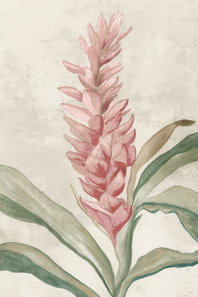 Pink Ginger I
