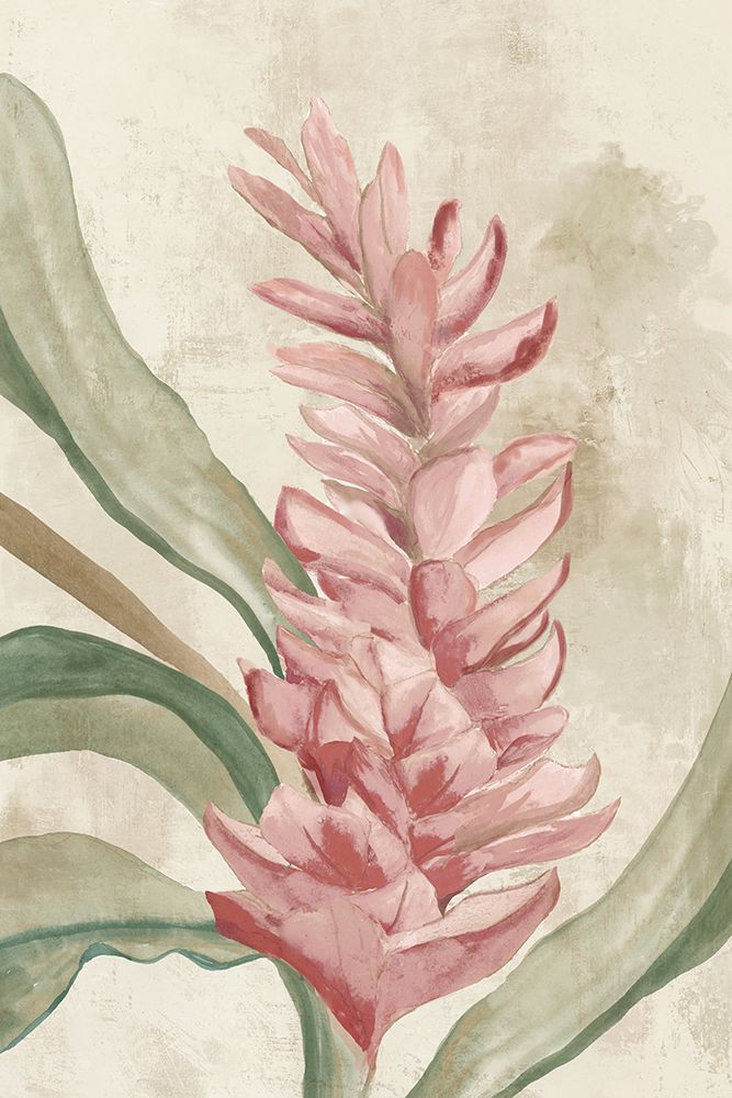 Pink Ginger II