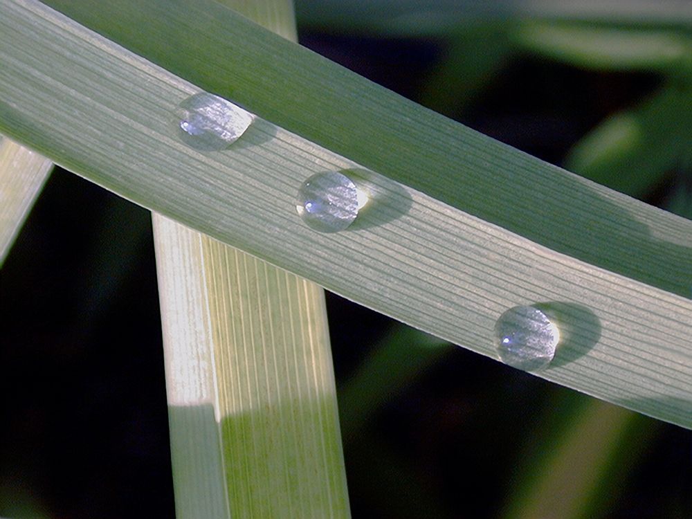 Leaf Design