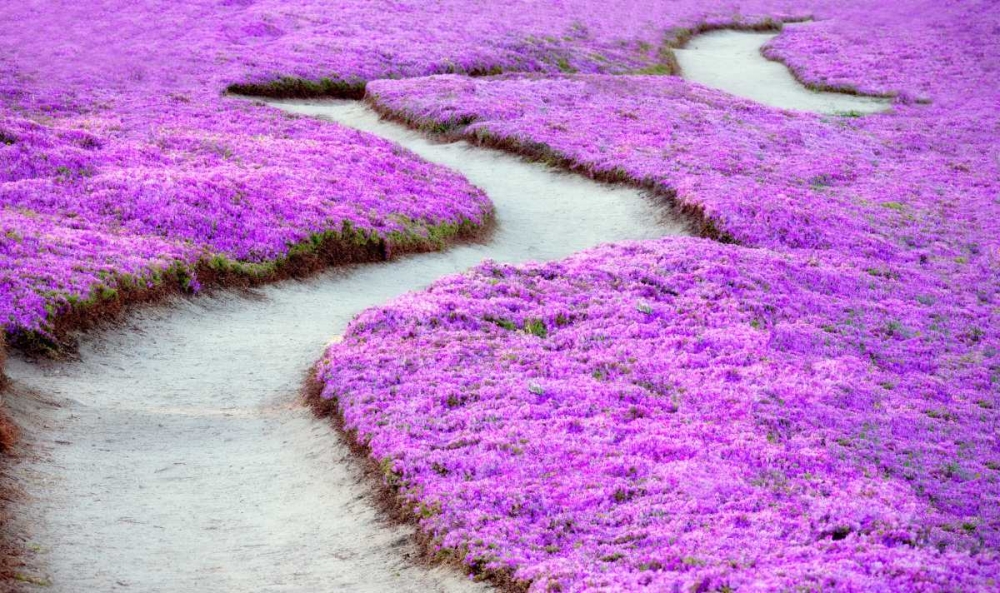 Violet Path