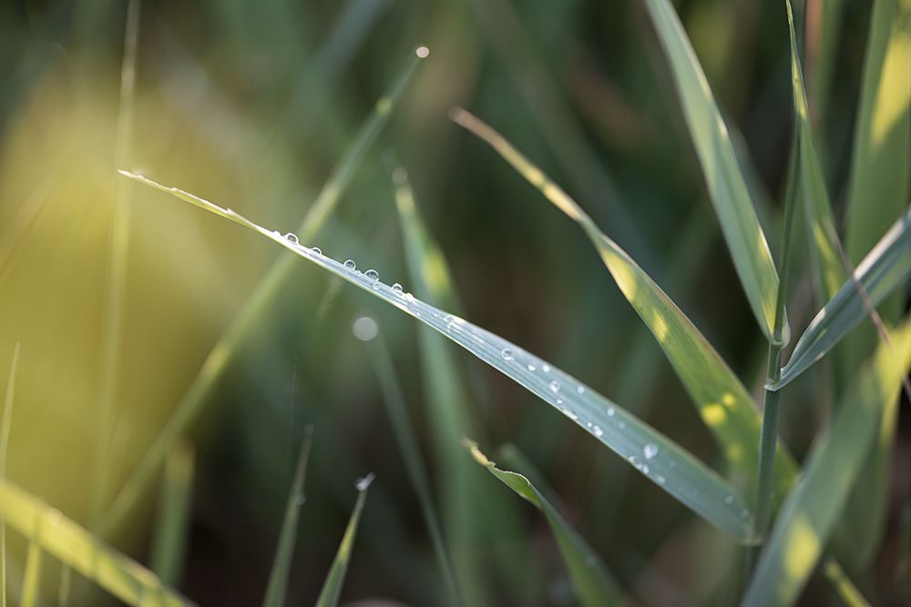 After Summer Rain