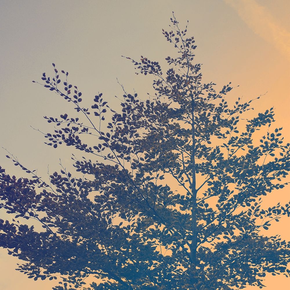 Tree Haze