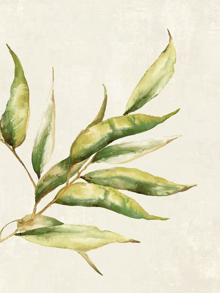 Willow Branch I