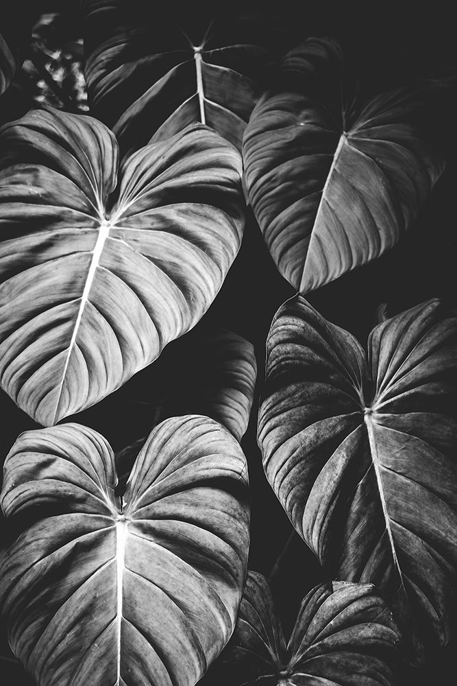 Monstera Leaves Jungle Black and White Tropical