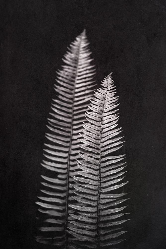 Black and White Forest Ferns