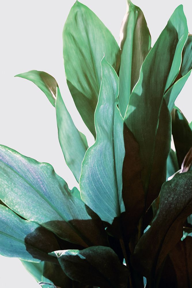 Green Leaves I