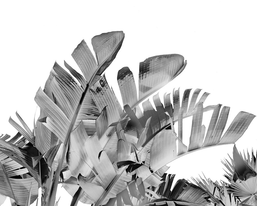 Tropical Velvet III - B-W