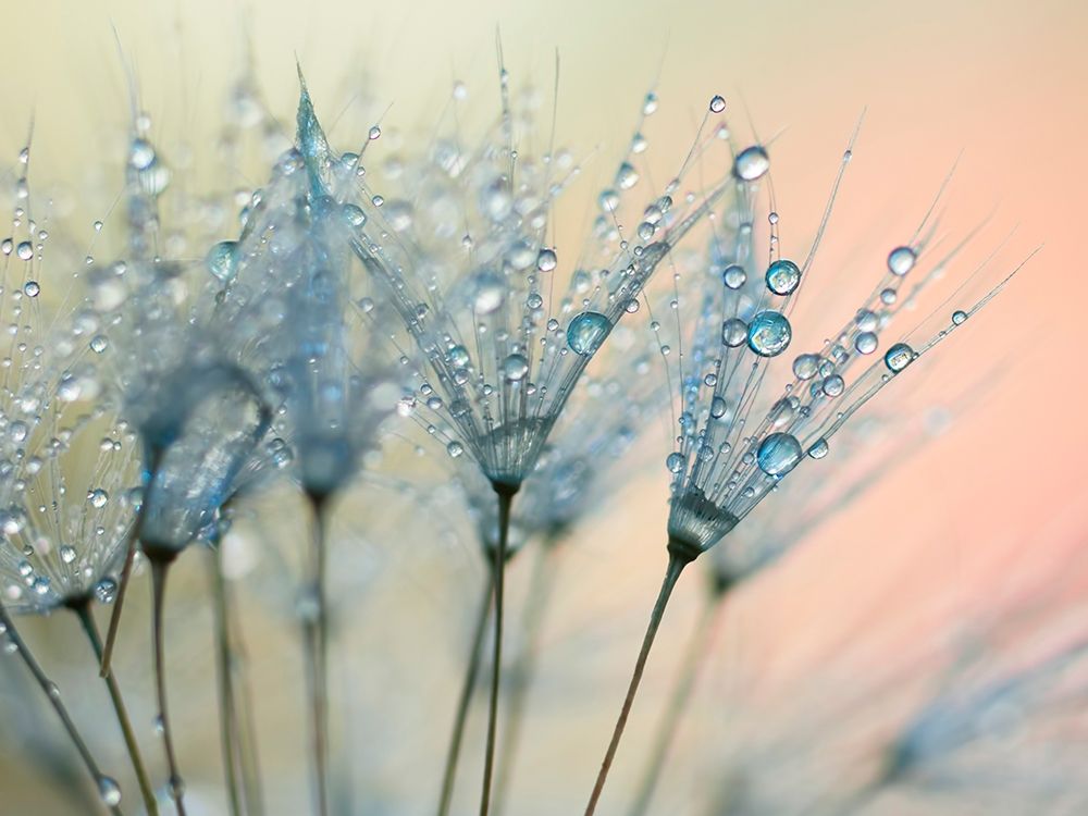 Summer Rain