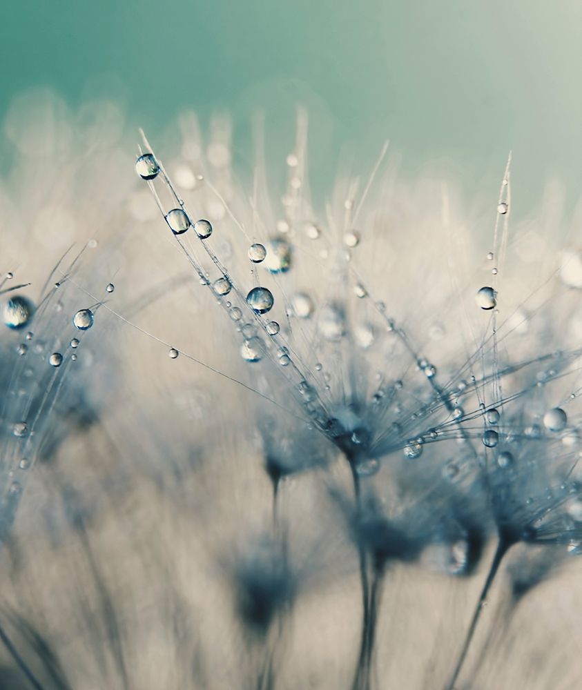 Bashful Blue