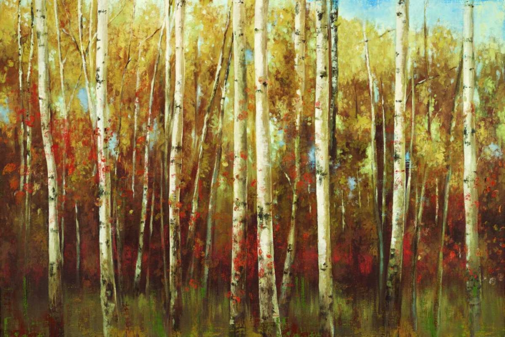 Birch Forest