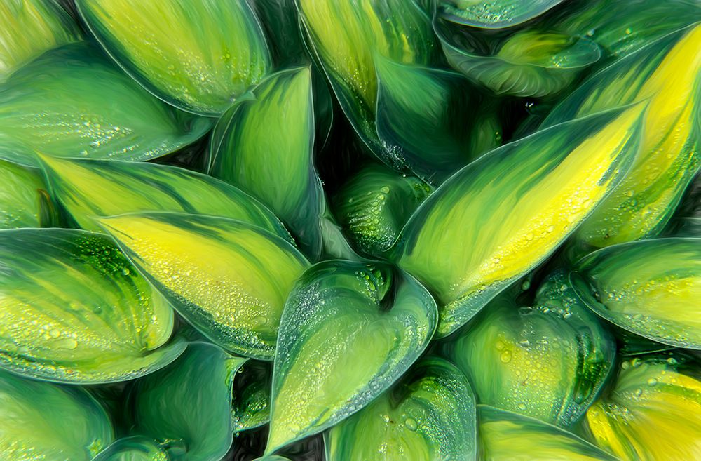 Varigated Plantain Lily