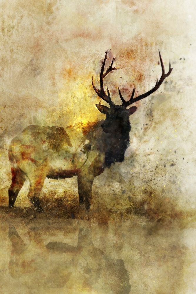 Calm Deer I