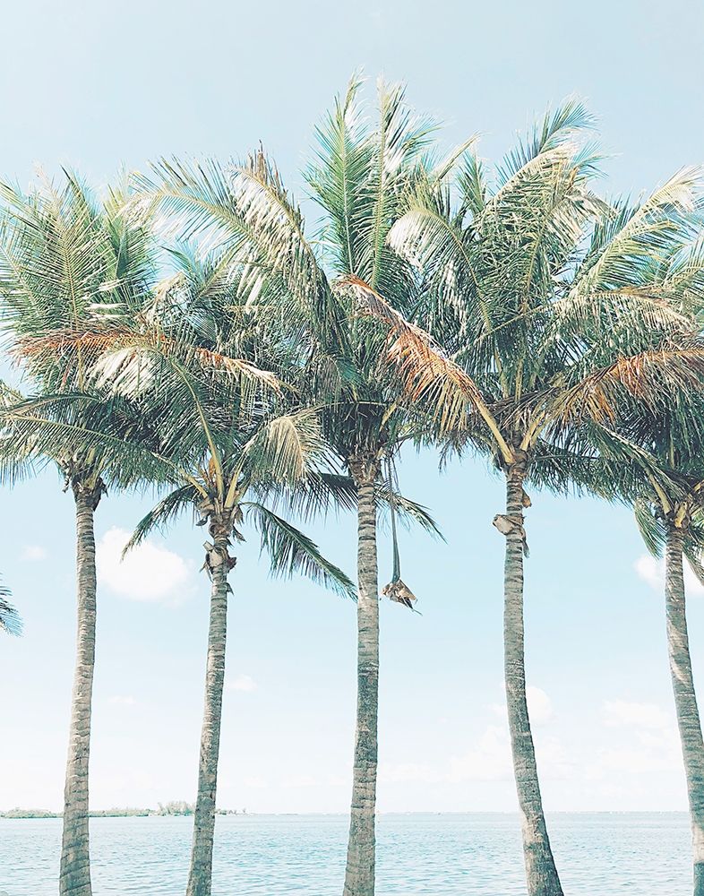 Island of Palms