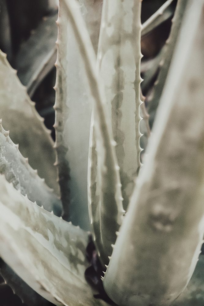 Studio III - Aloe 001