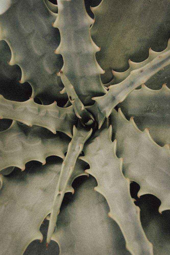 Studio III - Aloe 002