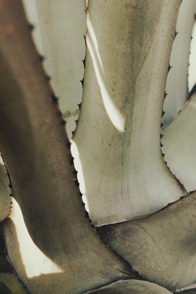 Studio III - Agave 002