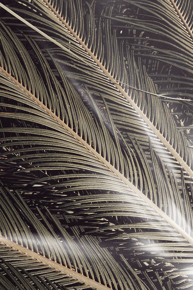 Studio III - Palmblad 002