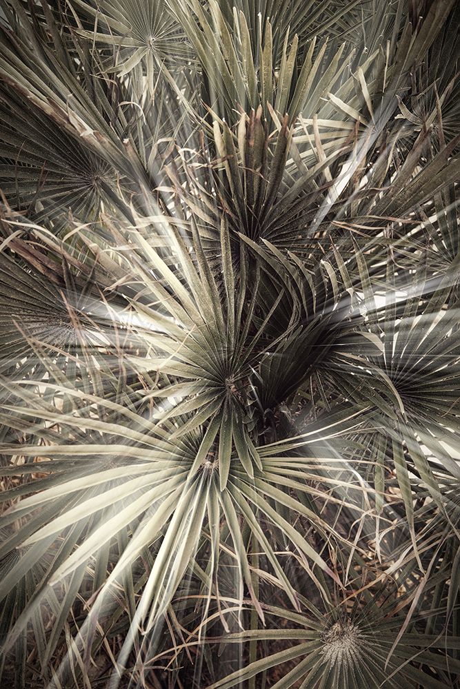 Studio III - Palmblad 006