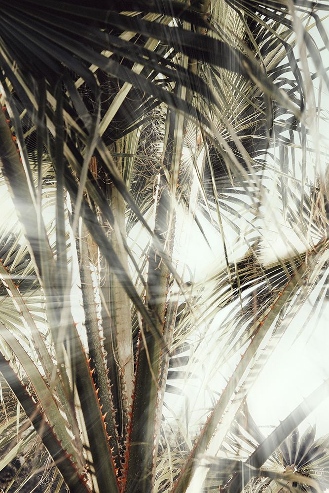 Studio III - Palmblad 003