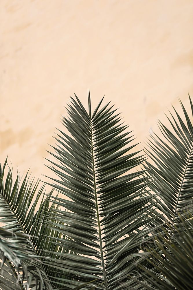 Studio III - Palm leaves and Wall