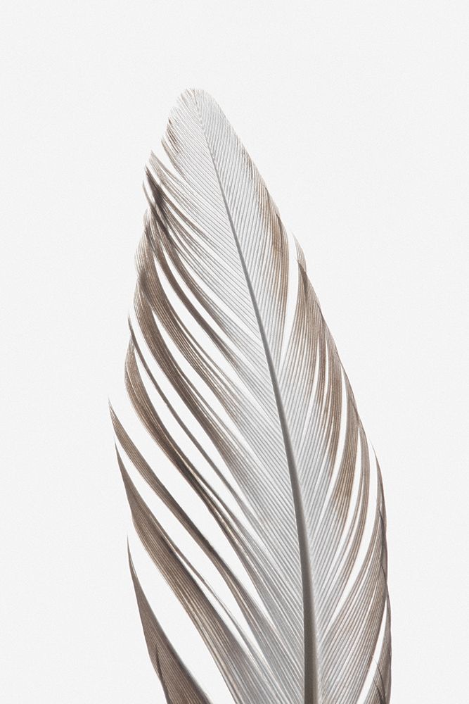 Studio III - Feather 003