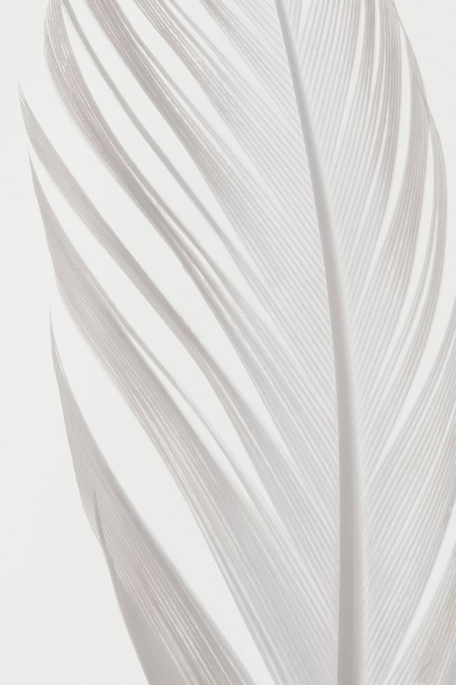 Studio III - Feather 006