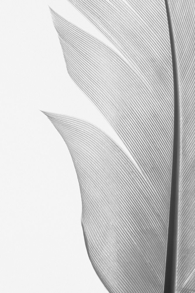 Studio III - Feather 004