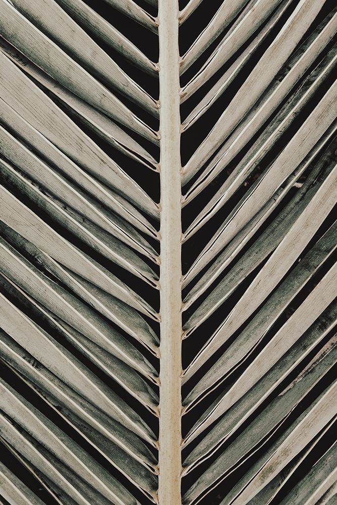 Studio III - Palmblad 005