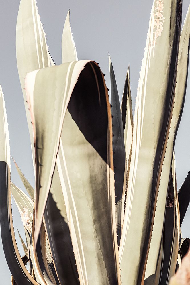 Studio III - Agave 001