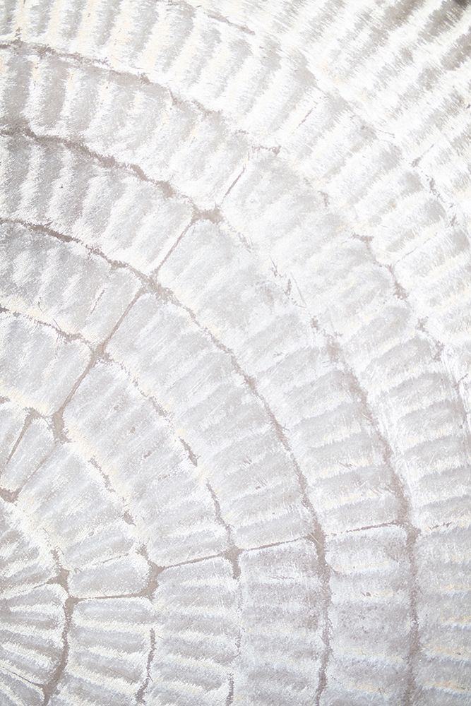 Studio III - Pattern Plate I