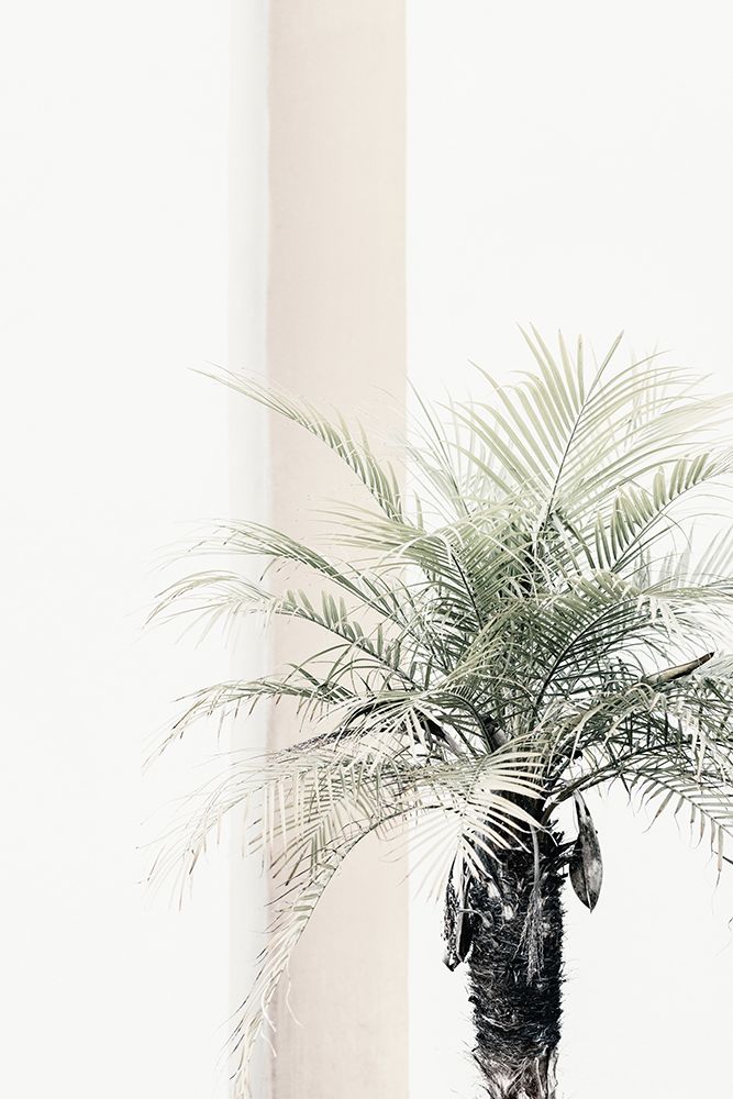 Studio III - Palm Tree
