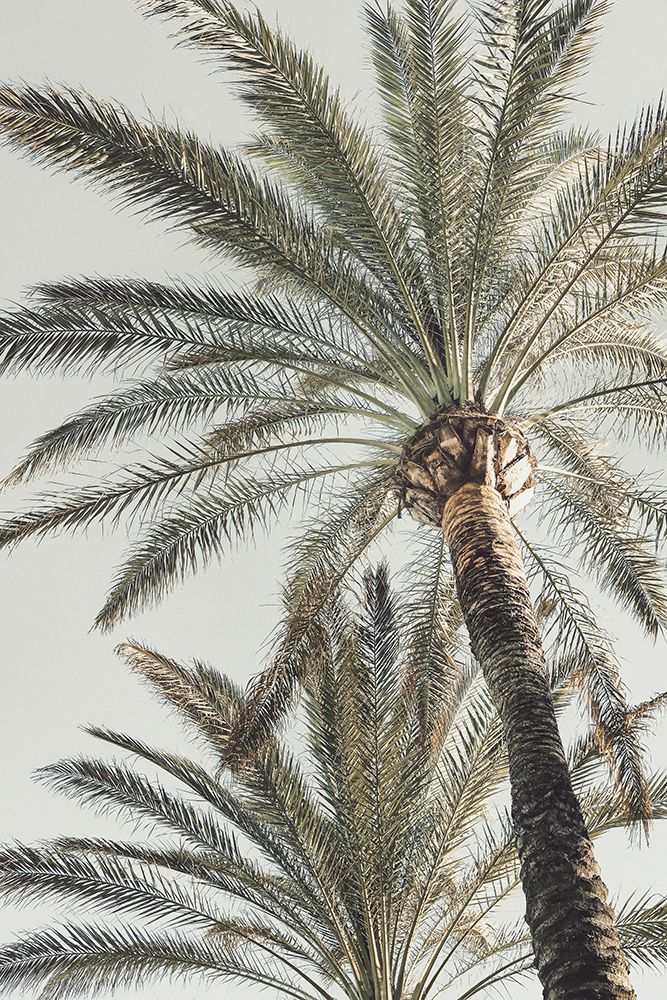 Studio III - Palm 005