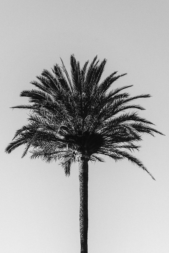 Studio III - Palm 003