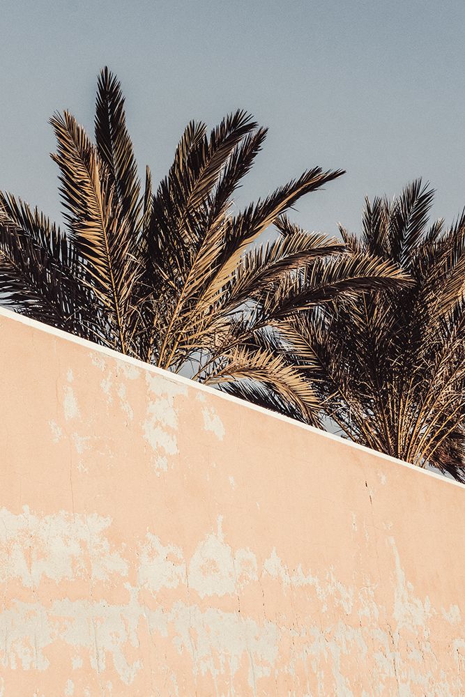 Studio III - Palm