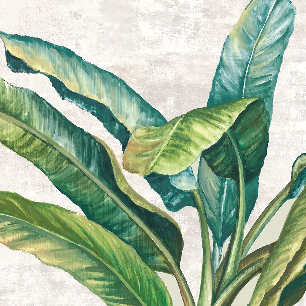 Tropical Dreaming
