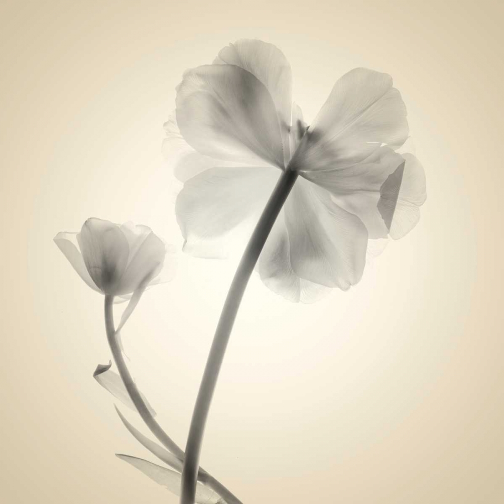 Soft II