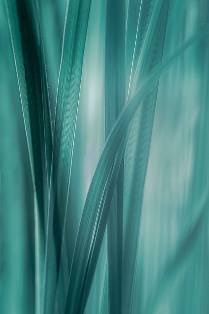 Summer Grasses