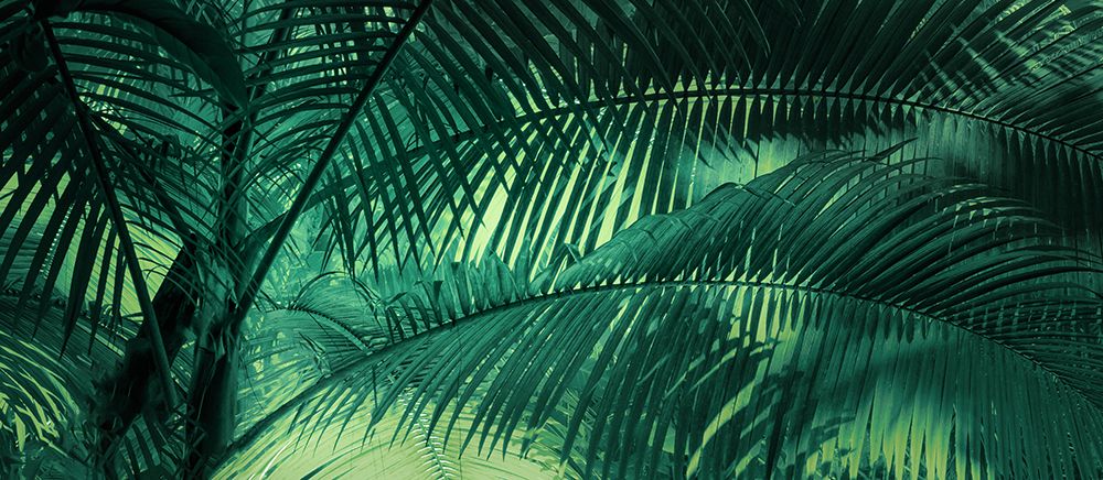 A Sunkissed Palms