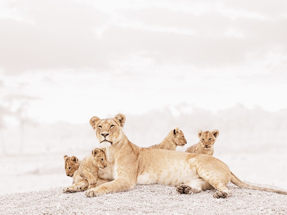 Proud Lioness