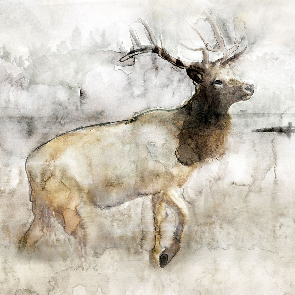 Mountain Elk I