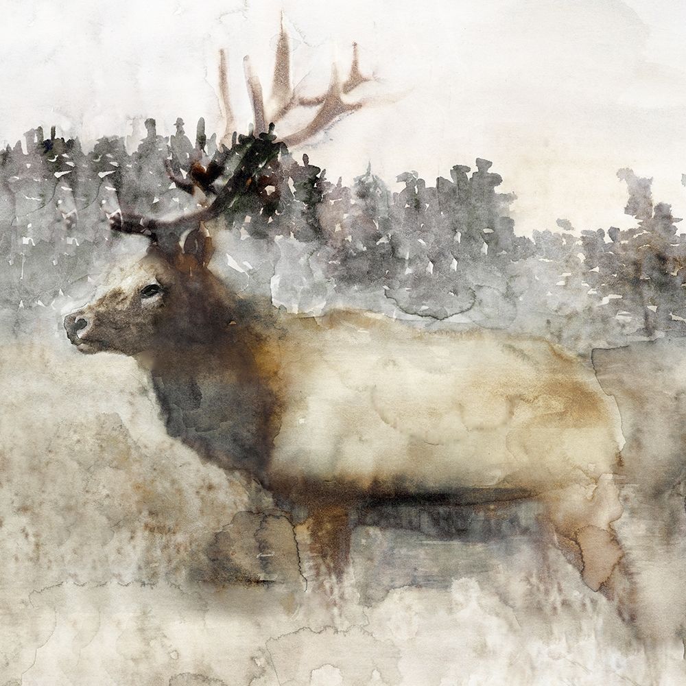 Mountain Elk II