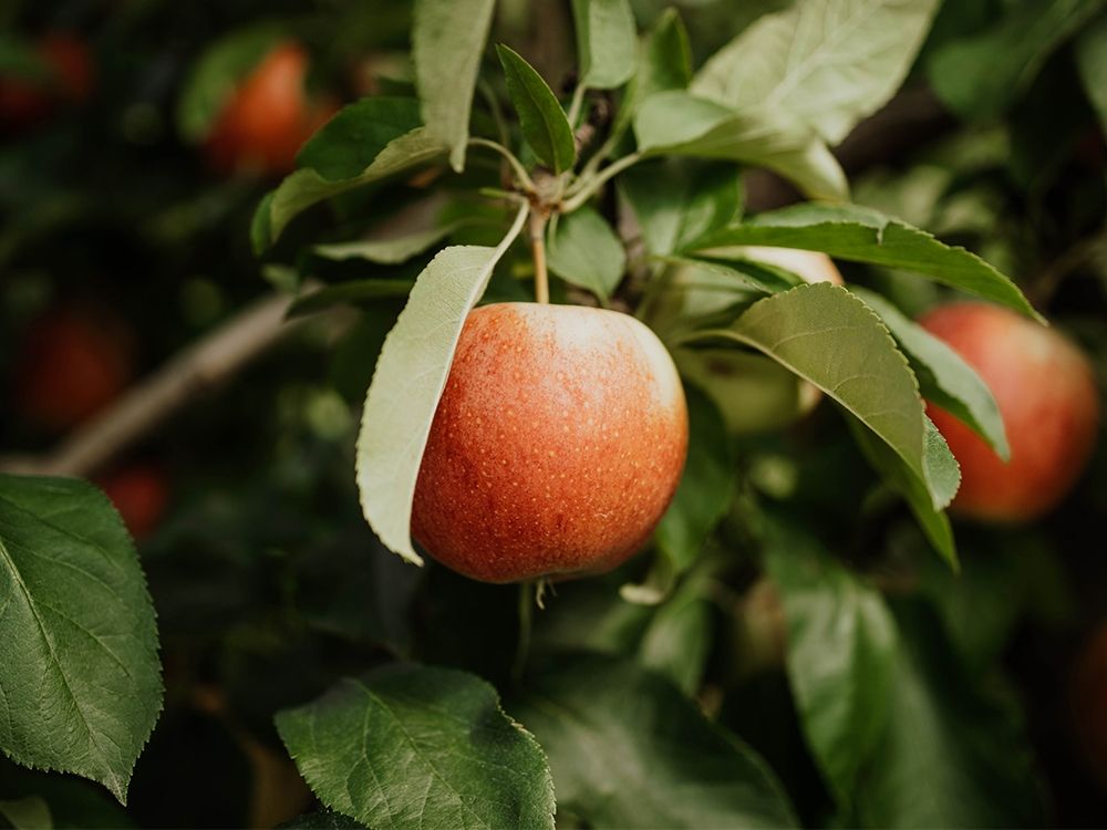 The Red Apple