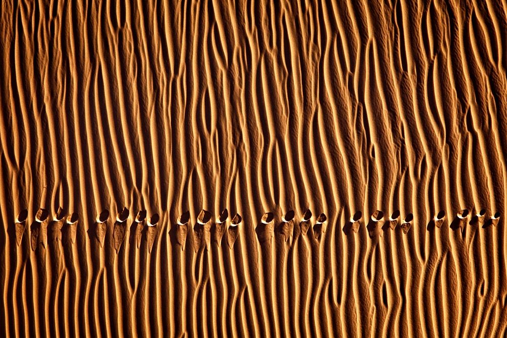 Momeni - Foot Print III